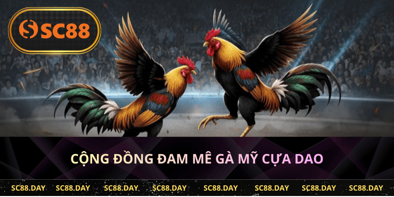 Cộng đồng đam mê gà Mỹ cựa dao